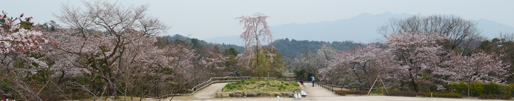 20160401ギオンシダレザクラ　一重白彼岸枝垂桜